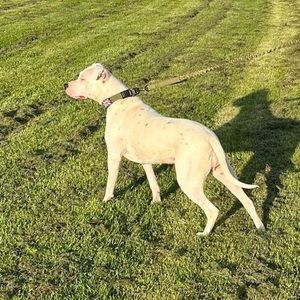 Meet your Posher, Oliver